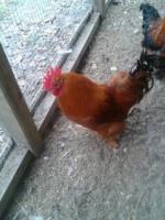 4 jonge krielhanen hand tam